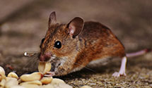 24 Hour & Emergency Exterminators in Sun City, AZ